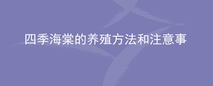 四季海棠的养殖方法和注意事项