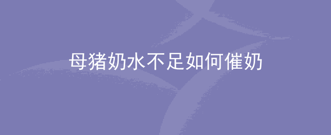 母猪奶水不足如何催奶