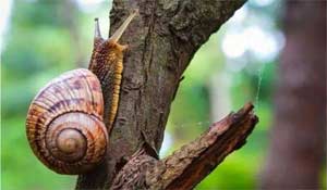蜗牛可以不吃东西睡3年