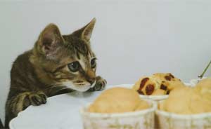 猫咪尝不出什么味道？