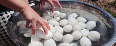 40个鹅蛋需要多少盐腌制