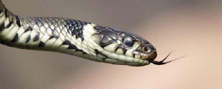 蛇的舌头为什么分叉