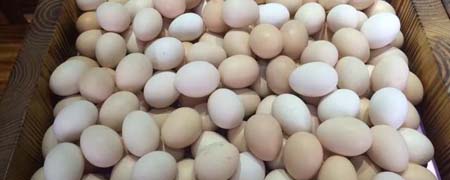几个鸡蛋约重一斤？