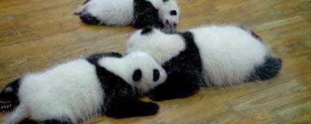 刚出生的熊猫和什么一般大小