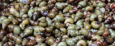 河里面的螺丝是什么螺