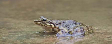 虎皮石蛙是国家保护动物
