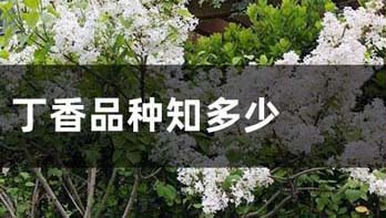 花叶丁香和羽叶丁香的区