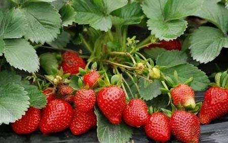 丹东草莓季节是几月份吃