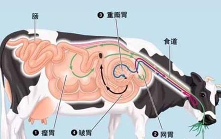 牛的胃哪个才是真正的胃