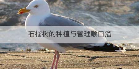 石榴树的种植与管理顺口溜