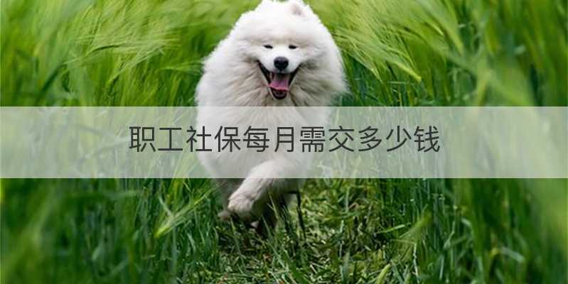 职工社保每月需交多少钱