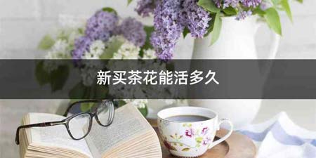 新买茶花能活多久